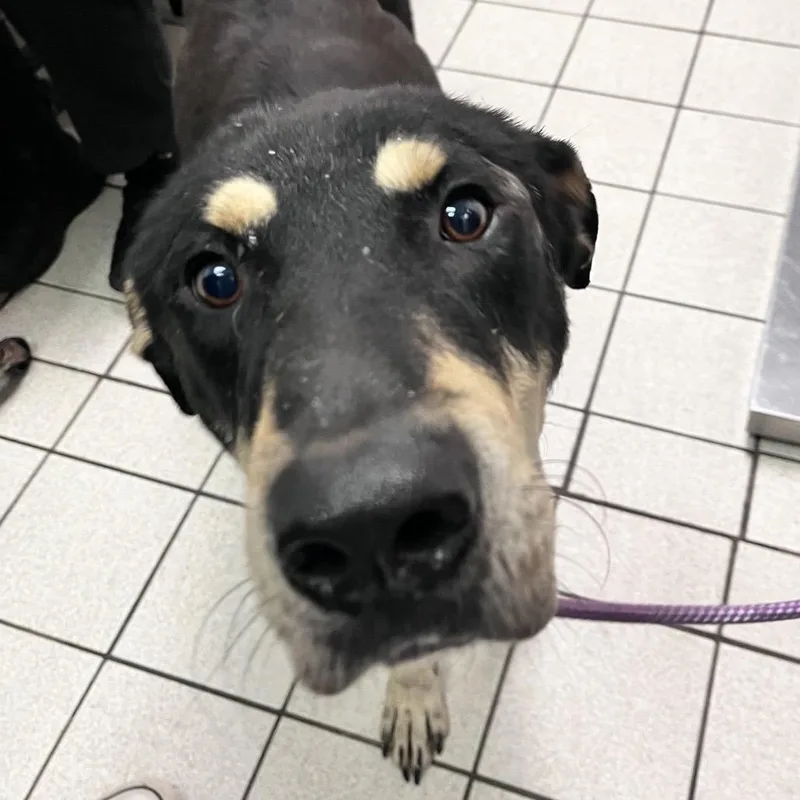 An adult large-sized male Black Mixed Breed dog named Lucky for adoption in Charleston, WV