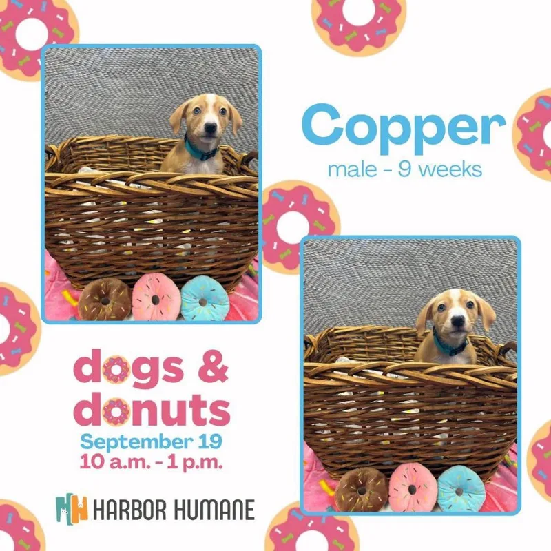 Copper thumbnail 2