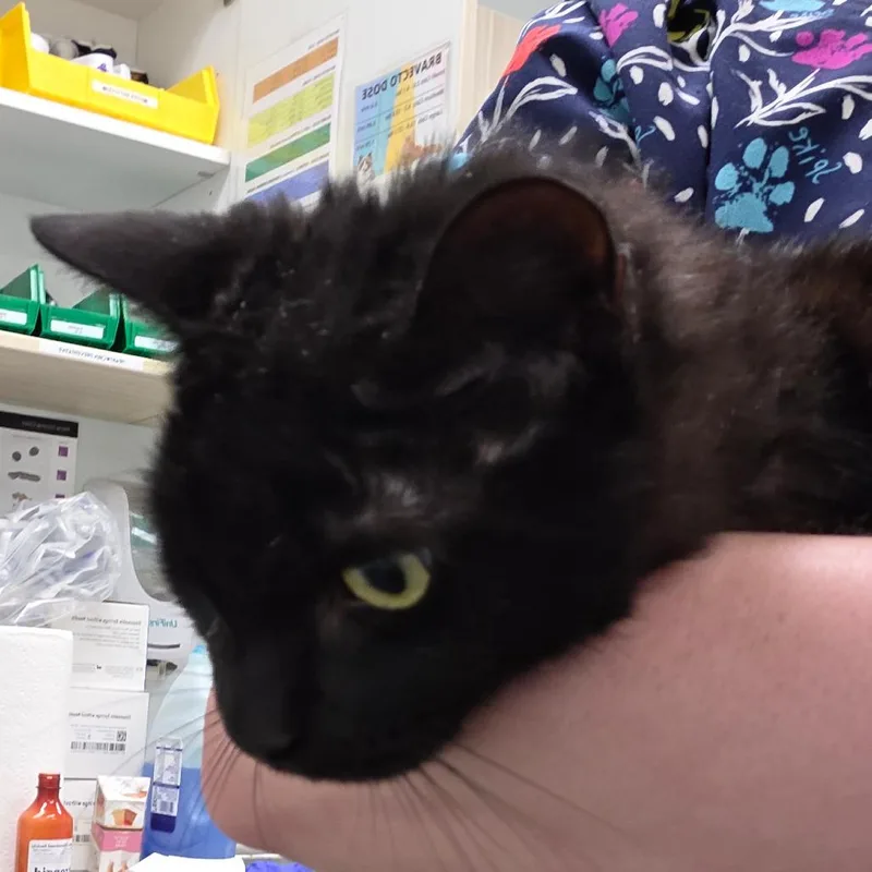 An adult large-sized male Black Domestic Short Hair cat named Skorn for adoption in Chattanooga, TN