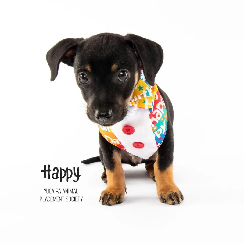 A baby small-sized male Brown / Chocolate Chihuahua dog named Happy for adoption in Yucaipa, CA
