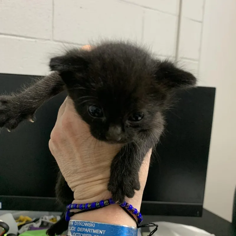A baby small-sized male Black Domestic Short Hair cat named Deck for adoption in Buchanan Dam, TX