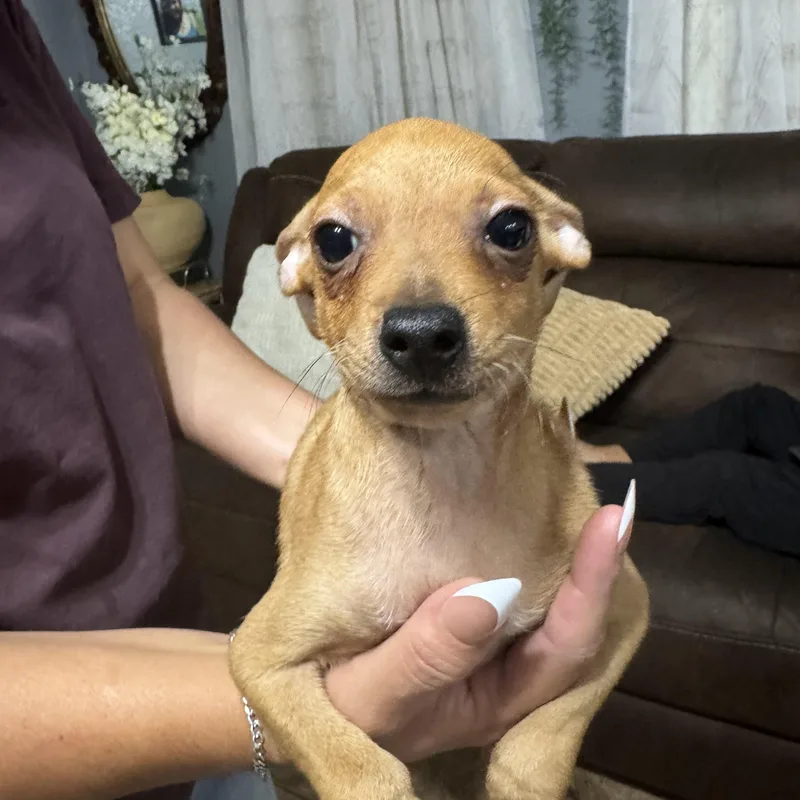 A baby small-sized male Chihuahua dog named Jack for adoption in Sumter, SC