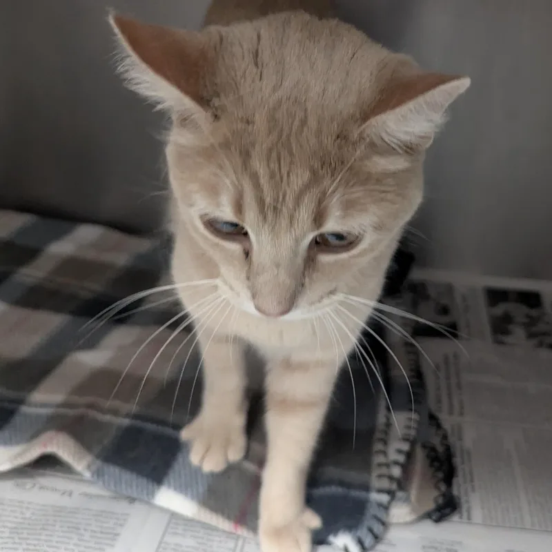 A young large-sized female Tabby (Buff / Tan / Fawn) Domestic Short Hair cat named Cheddar Bay for adoption in Springfield, IL