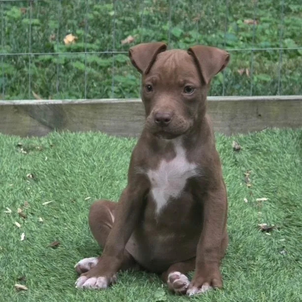 A baby small-sized female Yellow / Tan / Blond / Fawn Labrador Retriever dog named Heels for adoption in Wake Forest, NC