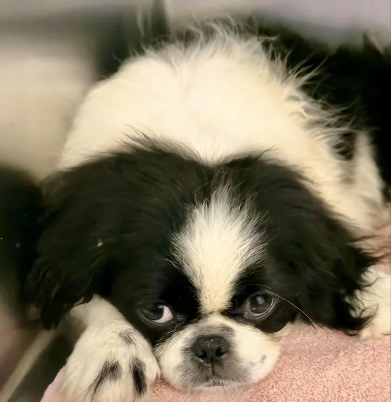 Pekingese