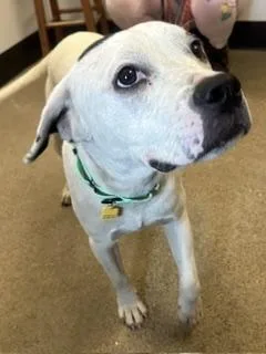 A young medium-sized male White / Cream Pit Bull Terrier dog named Woody for adoption in Cleveland, OH