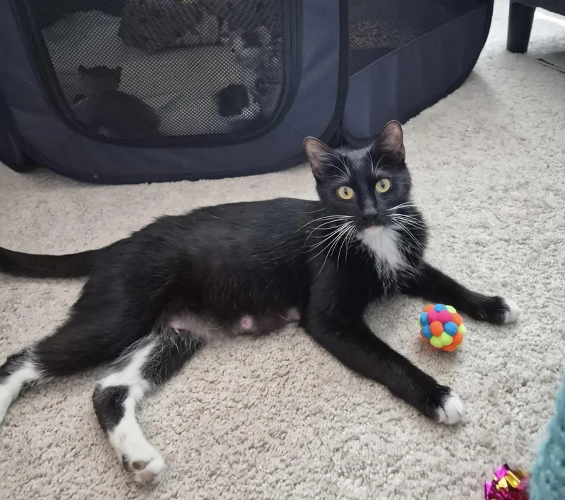 A young medium-sized female Domestic Short Hair cat named Bootsie for adoption in Canal Winchester, OH