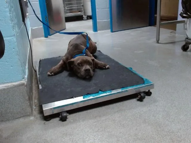 A young small-sized female Pit Bull Terrier dog named Rally for adoption in Albuquerque, NM