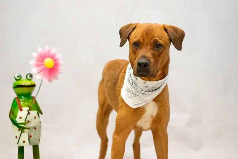 A young large-sized male Brown / Chocolate Rottweiler dog named Trea for adoption in Sanford, FL