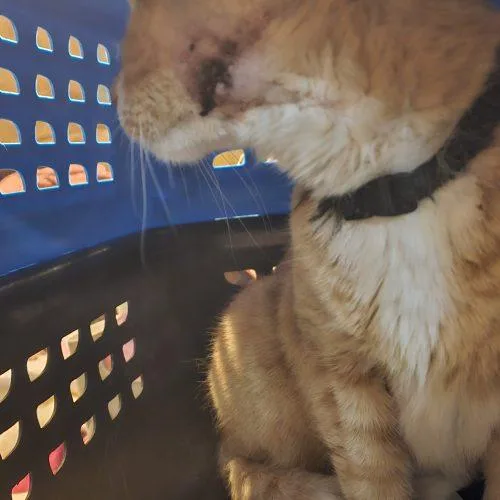 Katakis Mushroom thumbnail 2