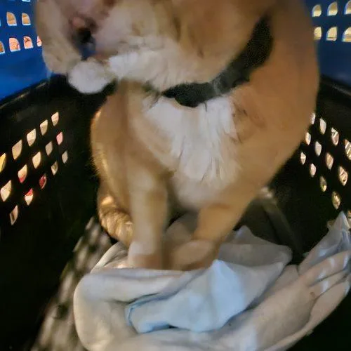 Katakis Mushroom thumbnail 3