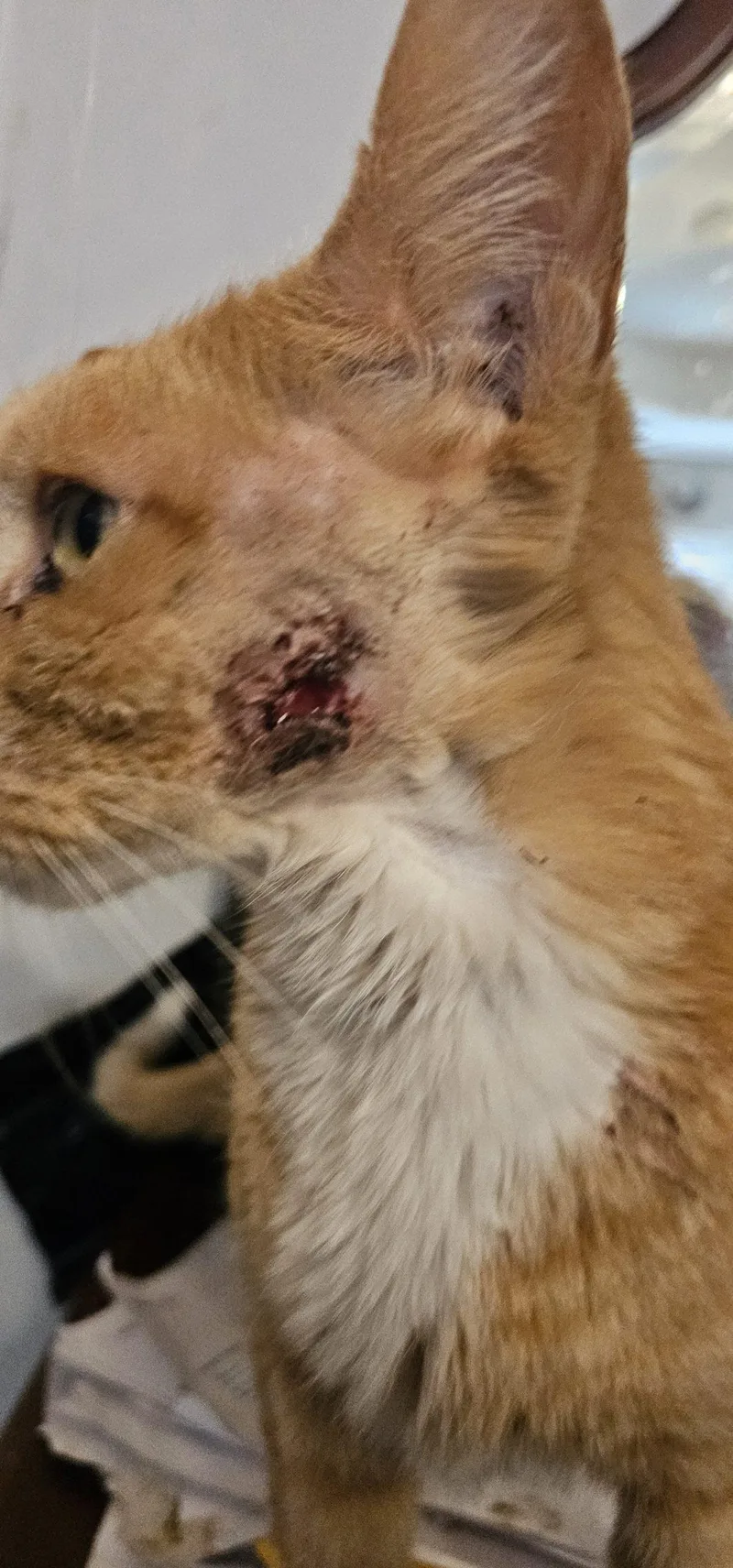 Katakis Mushroom thumbnail 4