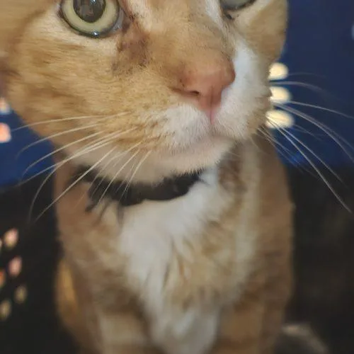 Katakis Mushroom thumbnail 5