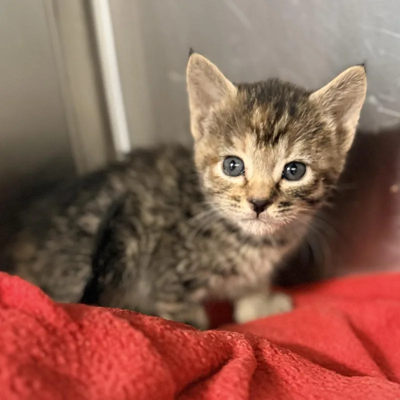 A baby small-sized female Gray / Blue / Silver Domestic Short Hair cat named Clawdeen Wolf for adoption in Palm Springs, CA