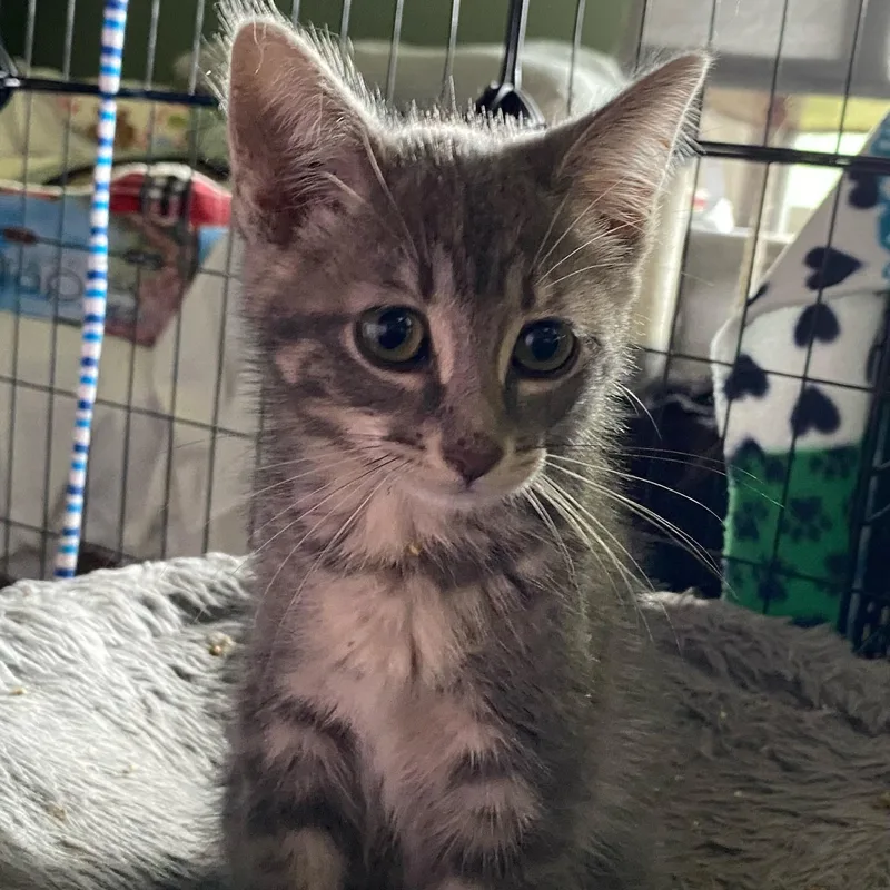 A baby medium-sized female Tabby (Gray / Blue / Silver) Domestic Short Hair cat named Cirrus for adoption in Holly, MI