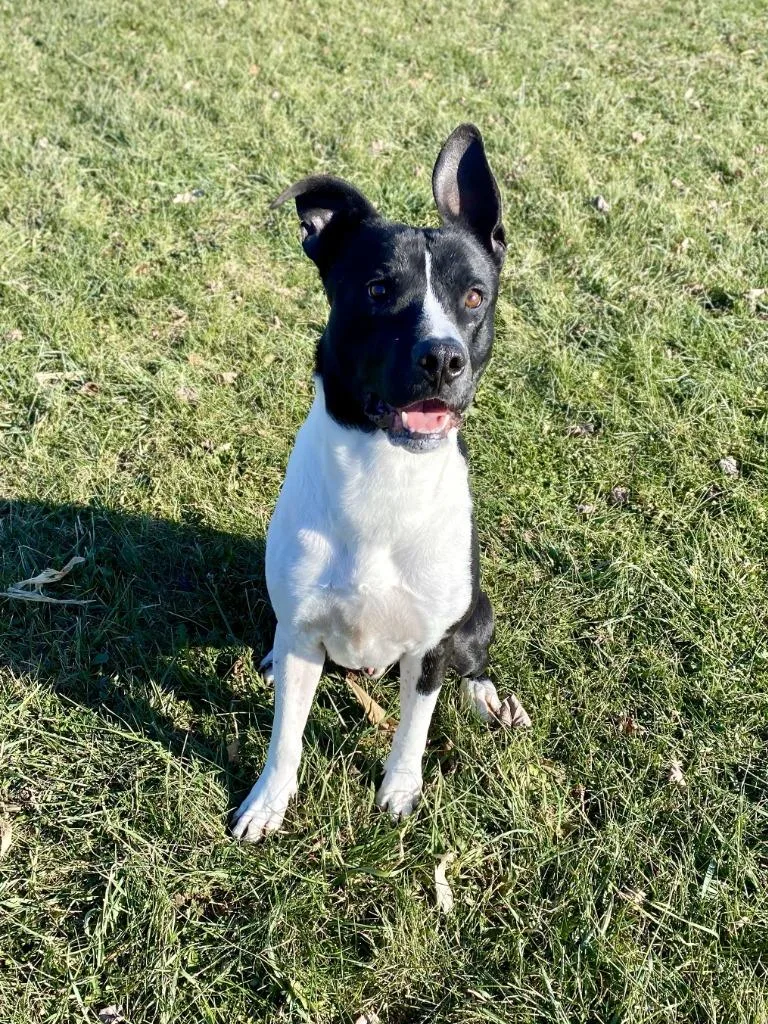 An adult medium-sized male Terrier dog named Buddy for adoption in Hartford City, IN