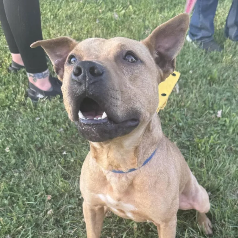 An adult medium-sized male Yellow / Tan / Blond / Fawn Mixed Breed dog named Russel for adoption in Monroe, MI
