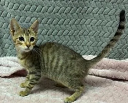 A baby small-sized male Domestic Short Hair cat named Callahan for adoption in Lampasas, TX