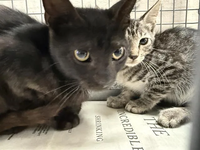 A young large-sized female Domestic Short Hair cat named A for adoption in Pasadena, TX