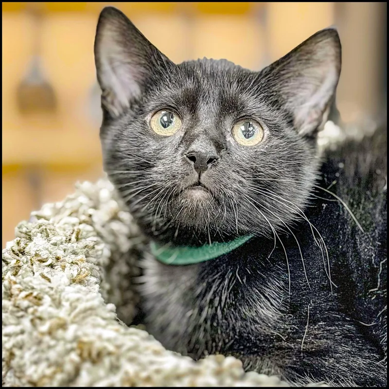 A young medium-sized male Black Domestic Short Hair cat named Pele for adoption in Roswell, GA