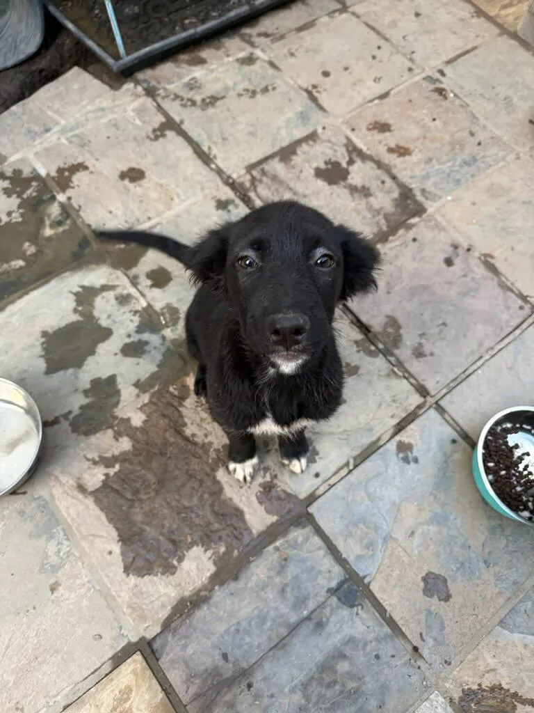 A baby medium-sized female Brindle Mixed Breed dog named Gypsie Rose  Courtesy for adoption in Polson, MT