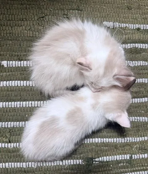 A baby small-sized female Domestic Short Hair cat named Noodle for adoption in Burbank, CA