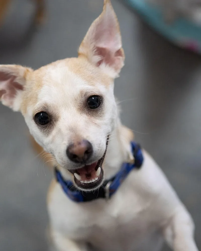 A young small-sized male Yellow / Tan / Blond / Fawn Chihuahua dog named Hershey for adoption in Globe, AZ