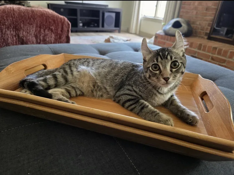 A baby small-sized male Tabby (Brown / Chocolate) American Curl cat named Miso for adoption in Rochester Hills, MI