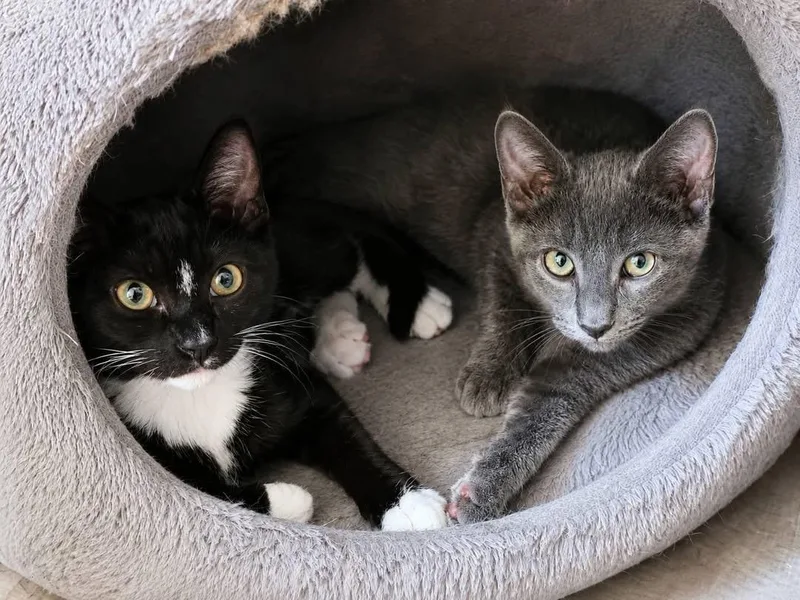 A baby medium-sized female Gray / Blue / Silver Domestic Short Hair cat named Thelma & Louise for adoption in Red Bank, NJ