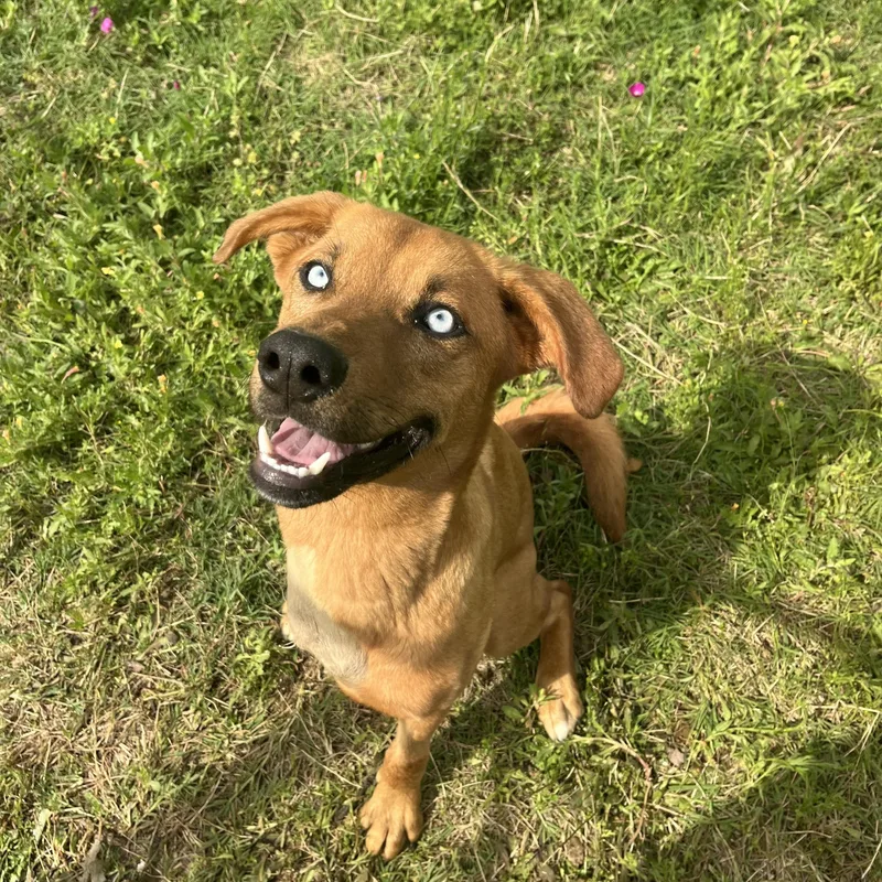 A young medium-sized female Golden Golden Retriever dog named Jasmine for adoption in Paradise, TX