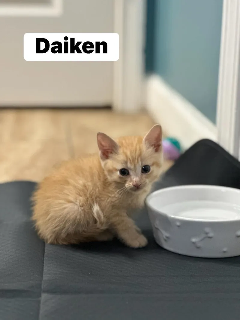 A baby small-sized male Orange & White Domestic Short Hair cat named Cal for adoption in Clarksville, TN