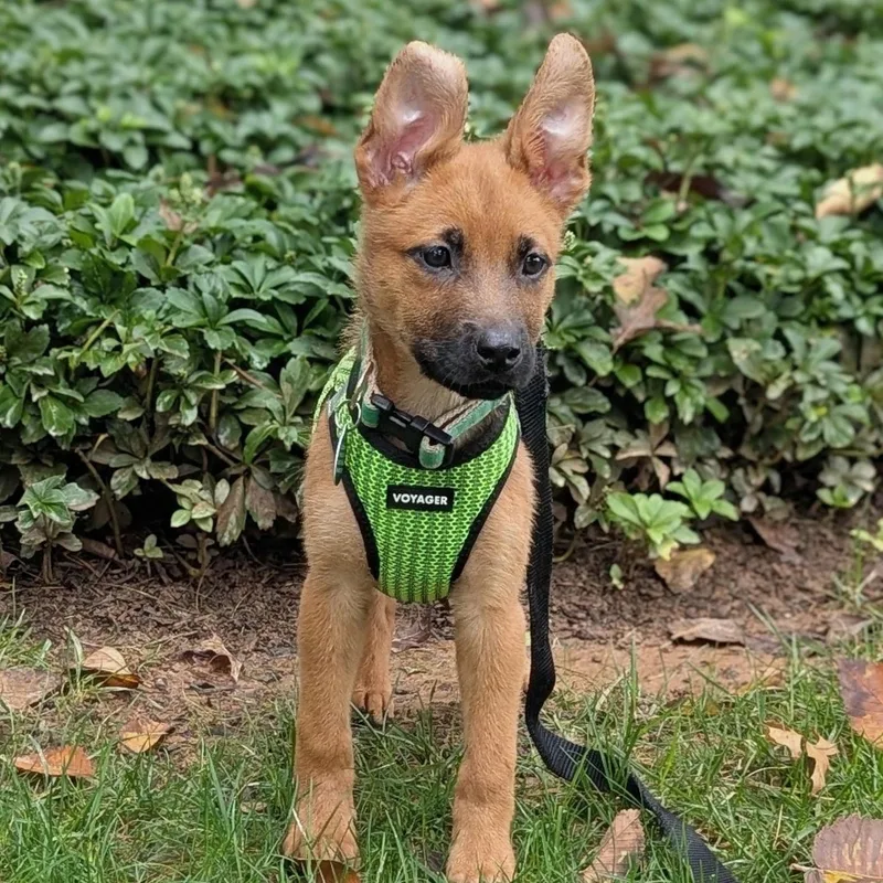 A baby large-sized male Shepherd dog named Rowan for adoption in Potomac, MD