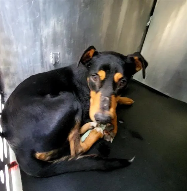 A young medium-sized male Doberman Pinscher dog named Barkley for adoption in San Antonio, TX