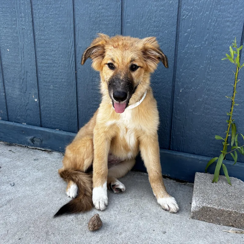 Goldie thumbnail 3