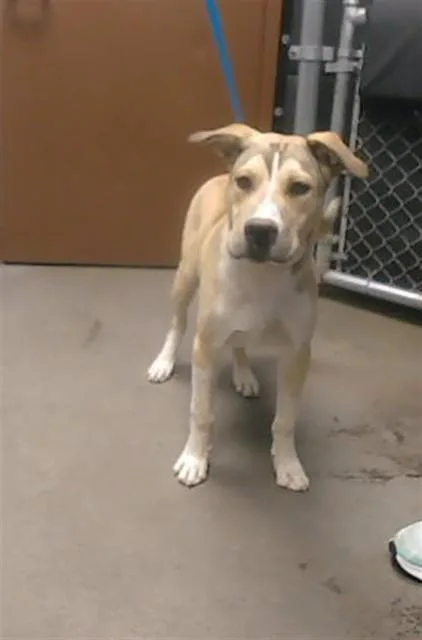 A young large-sized male Labrador Retriever dog named Woodstock for adoption in Phoenix, AZ