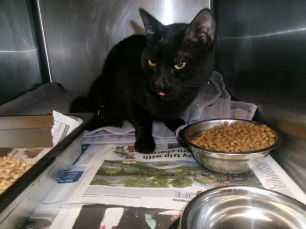 A young medium-sized male Domestic Short Hair cat named Cally for adoption in Van Nuys, CA