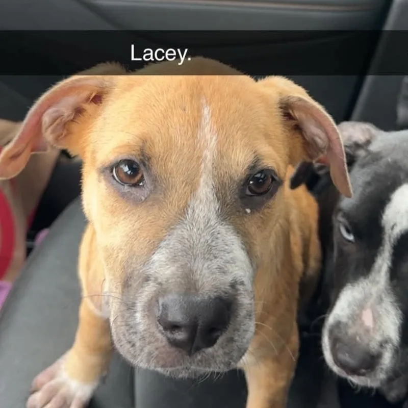 Lacey thumbnail 2