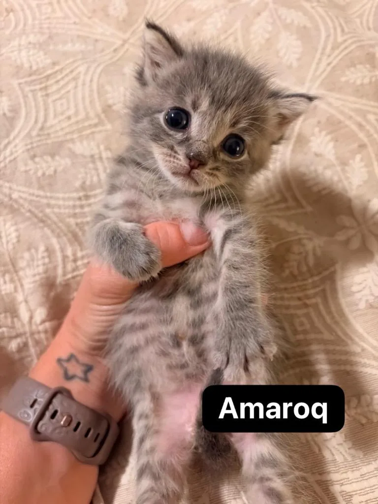 A baby medium-sized male Domestic Short Hair cat named Amaroq for adoption in Johnson City, TN