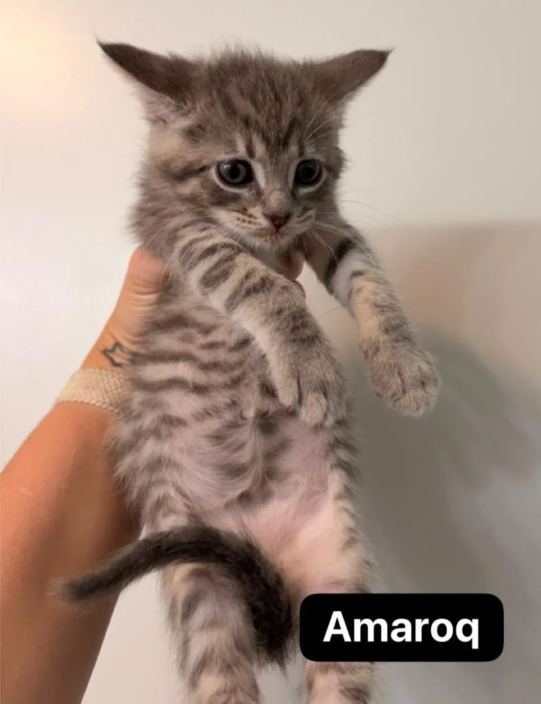 Amaroq thumbnail 6