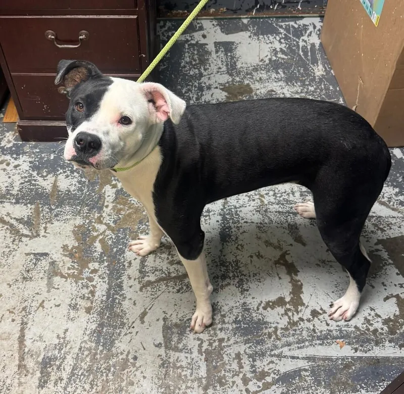 A young medium-sized female Tricolor (Brown, Black, & White) Pit Bull Terrier dog named Macy for adoption in New Lexington, OH