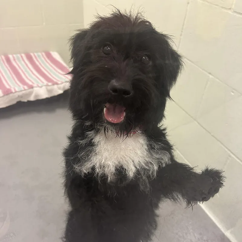 An adult small-sized male Mixed Breed dog named Jerry for adoption in Tacoma, WA