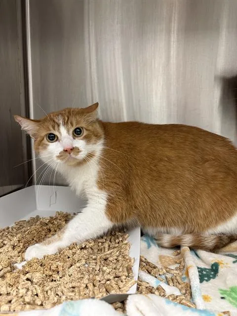 An adult small-sized male Domestic Short Hair cat named Tobby for adoption in Indianapolis, IN