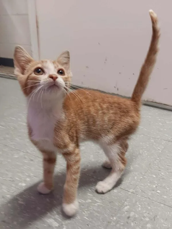 A baby medium-sized male Orange & White Domestic Short Hair cat named Lenny for adoption in Seymour, IN