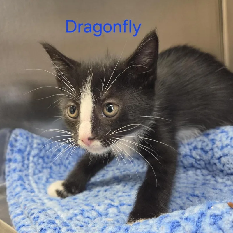 A baby small-sized male Black Domestic Short Hair cat named Dragonfly for adoption in Windsor, VA
