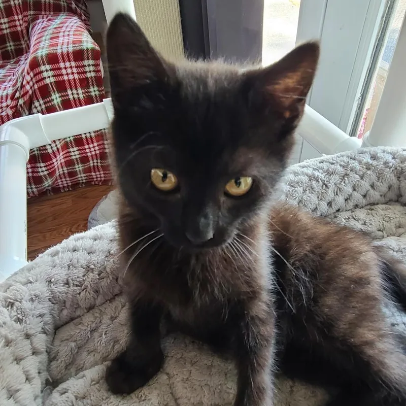 A baby small-sized male Black Domestic Short Hair cat named Randy Hill for adoption in Woodstock, VA