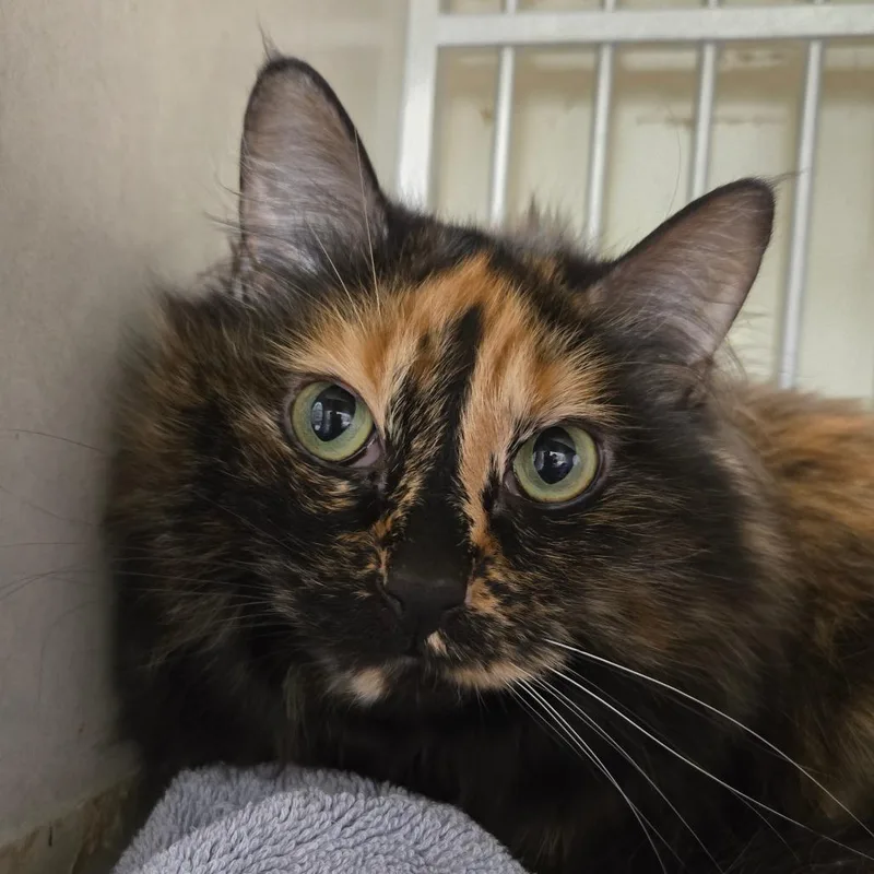 A senior medium-sized female Tortoiseshell Domestic Medium Hair cat named Violet for adoption in Colorado Springs, CO