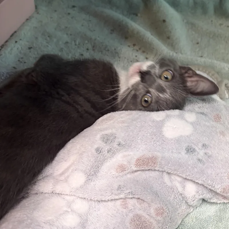 A baby medium-sized female Gray & White Domestic Short Hair cat named Peace for adoption in Charleston, SC