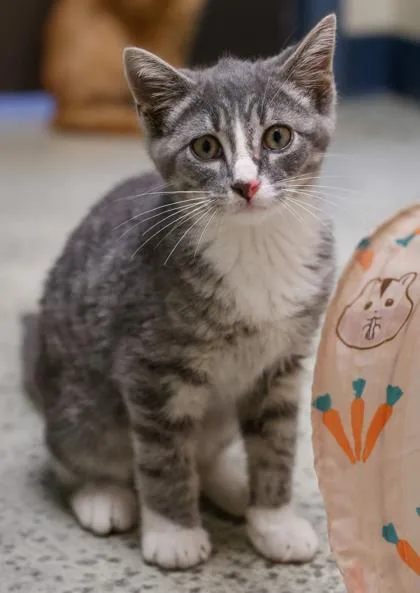 A baby medium-sized male Domestic Short Hair cat named Monarch for adoption in Baraboo, WI