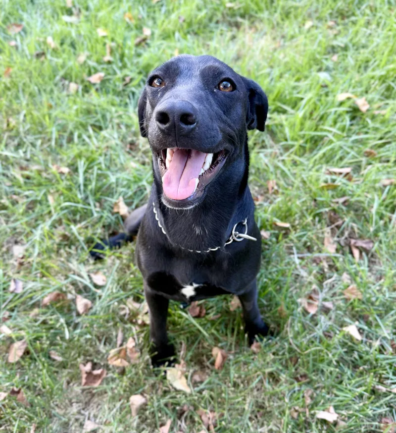 A young medium-sized female Black Labrador Retriever dog named Autumn for adoption in Willington, CT