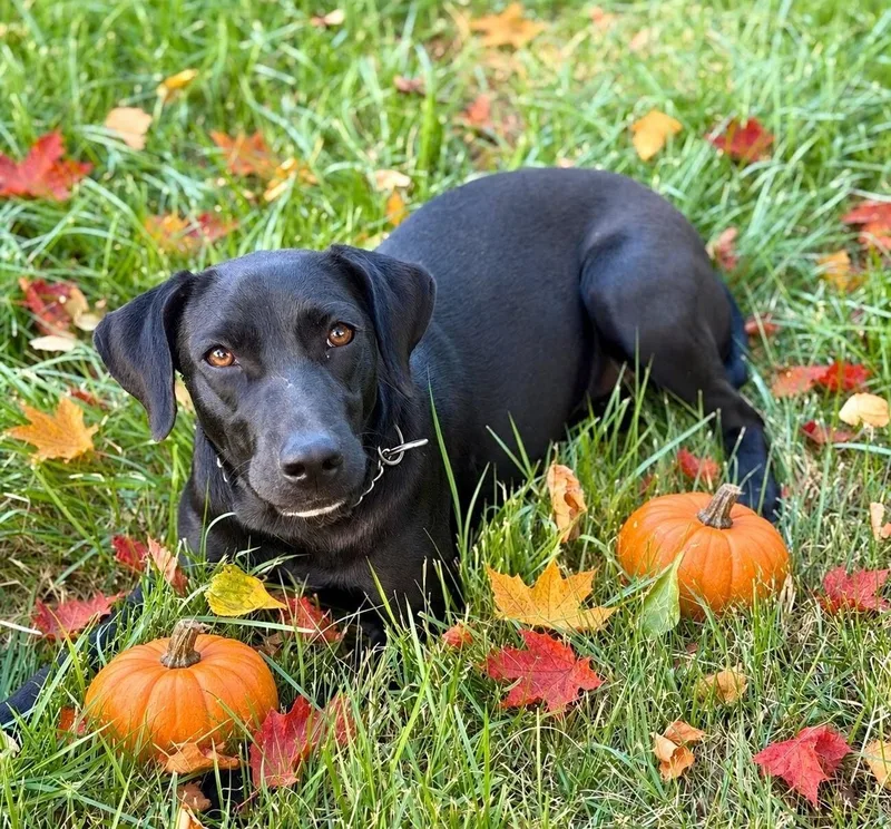 Autumn thumbnail 3